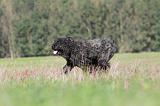 BOUVIER DES FLANDRES 097